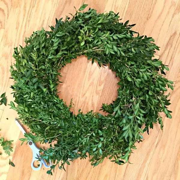 Trimming a boxwood wreath 