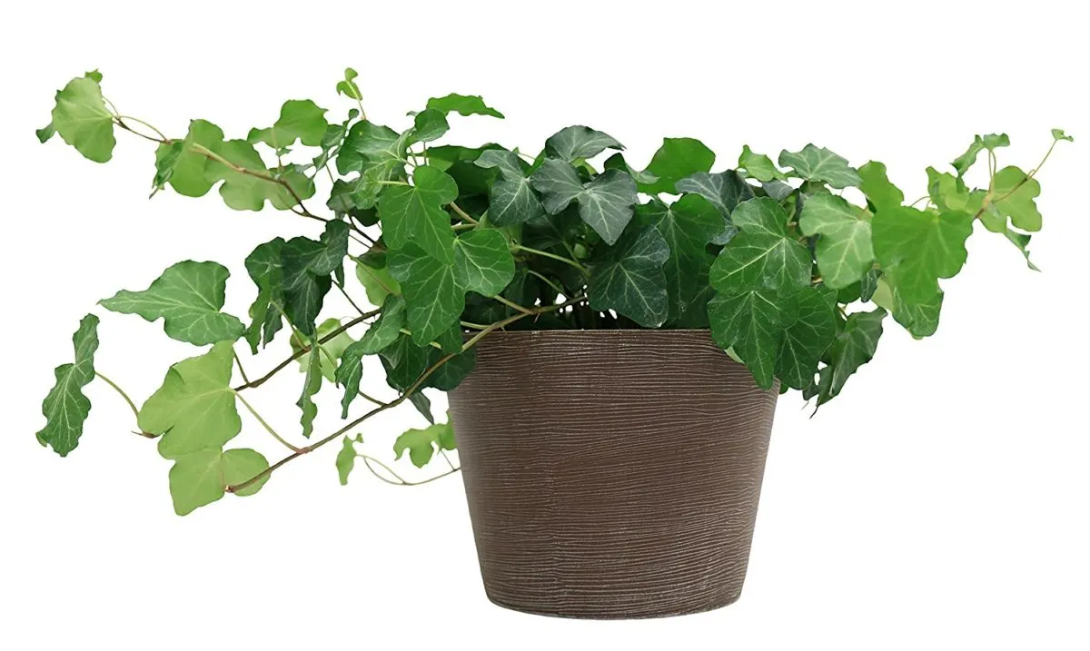Best indoor plant is an English ivy to name one.