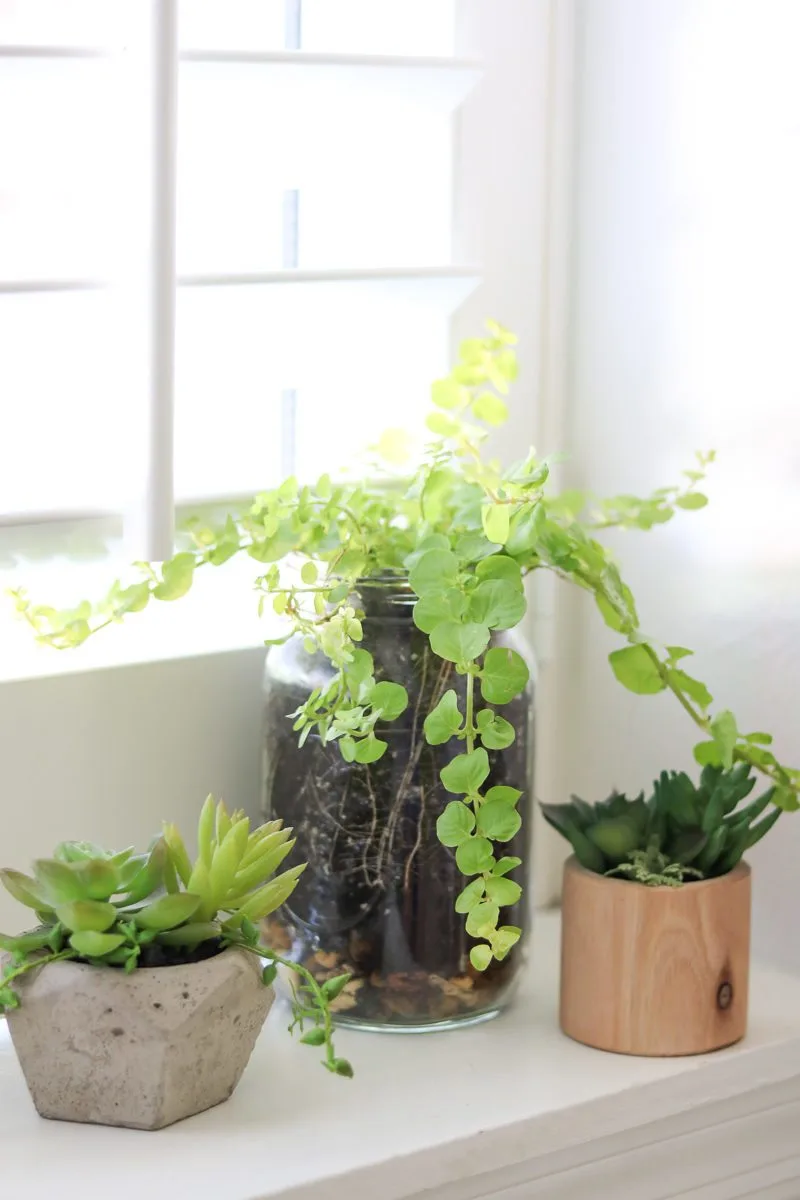 Best indoor plants are succulents.