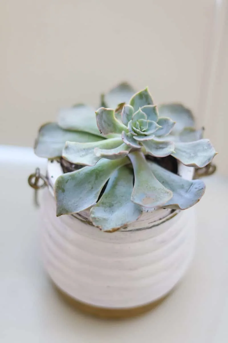 Best indoor plant is a succulent to name one.