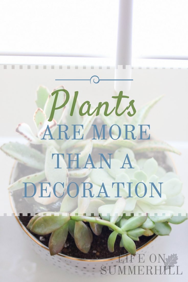 plants are more than a decoration