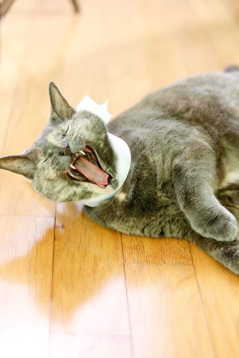 Pet bar station idea with kitty yawning