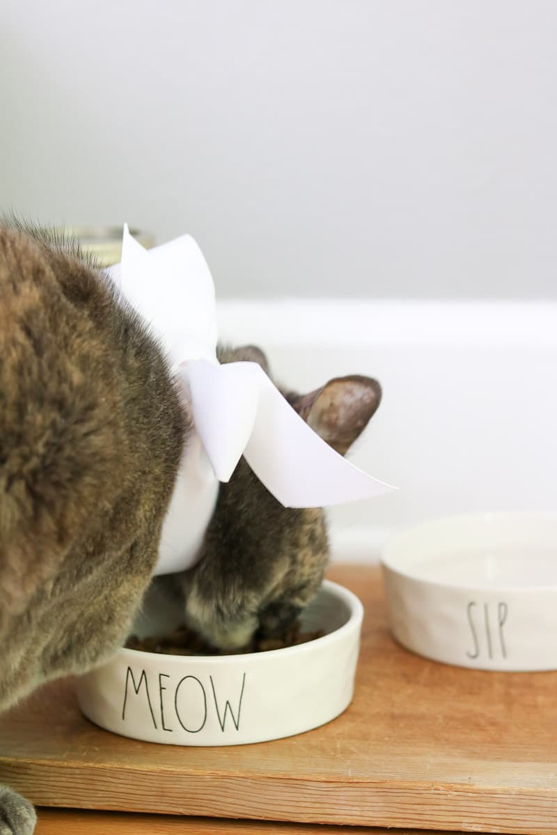 Pet bar station idea with kitty eating at bowl