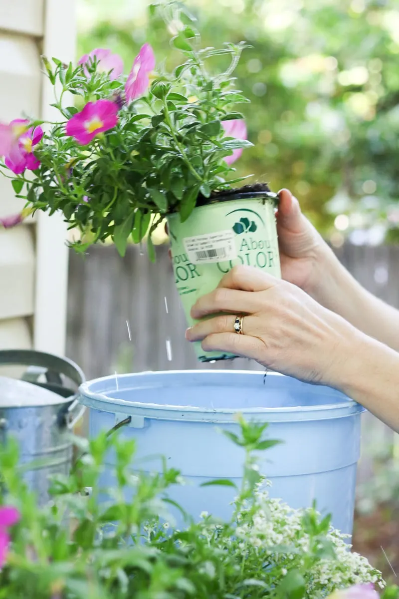 Container flower gardening squeezing the pot to remove the plant
