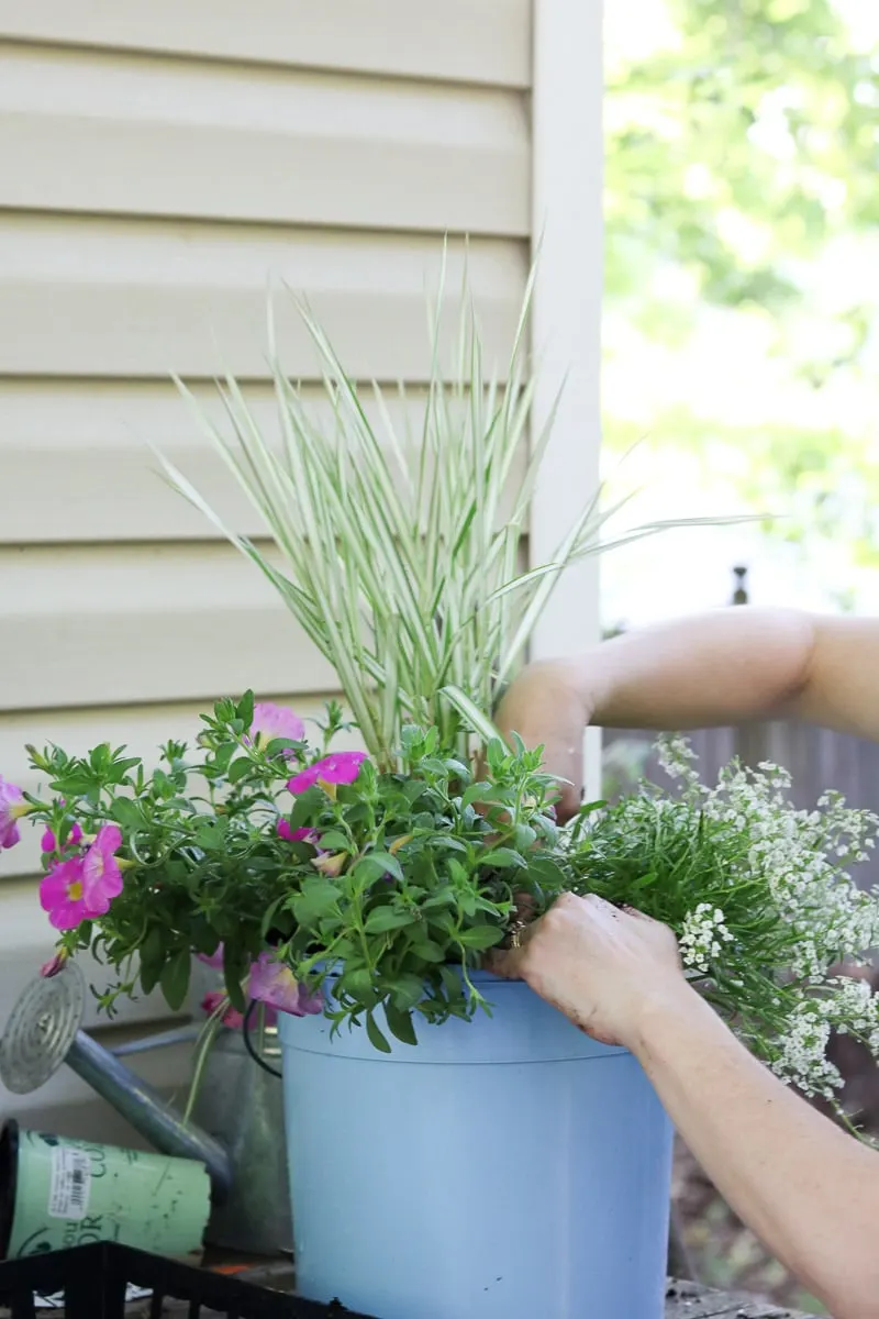 Container flower gardening add more soil and press