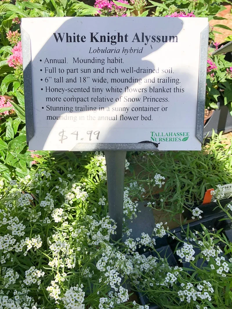 container flower gardening white knight alyssum