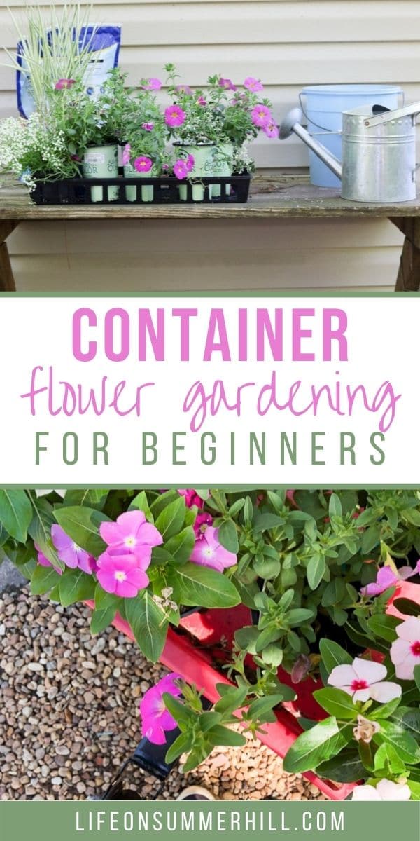 Container flower gardening for beginners