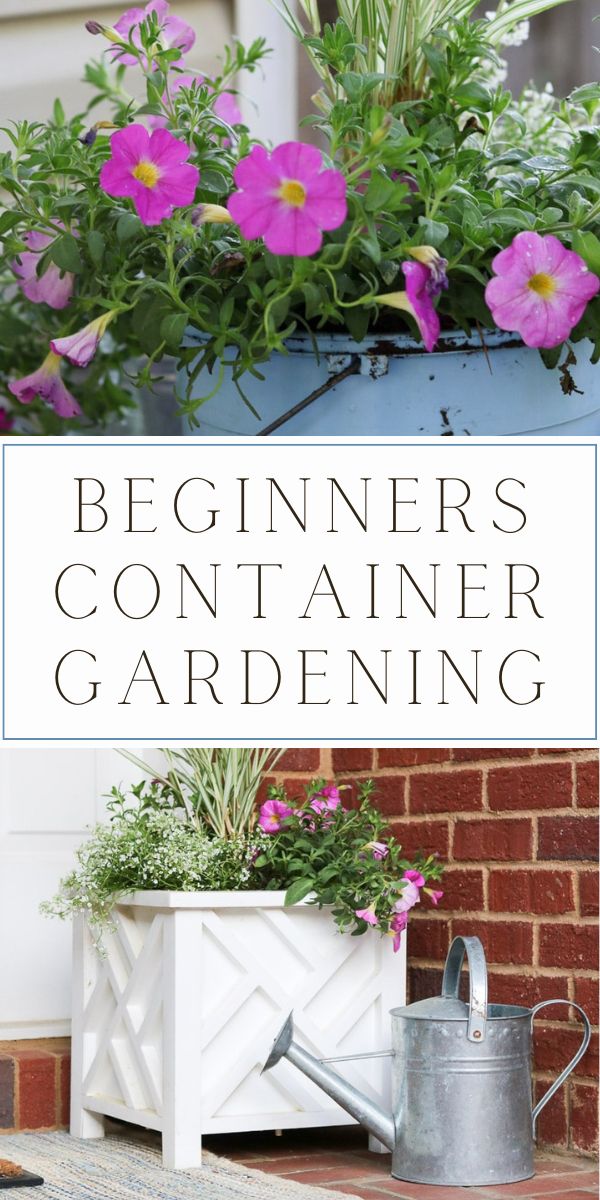 beginners container gardening