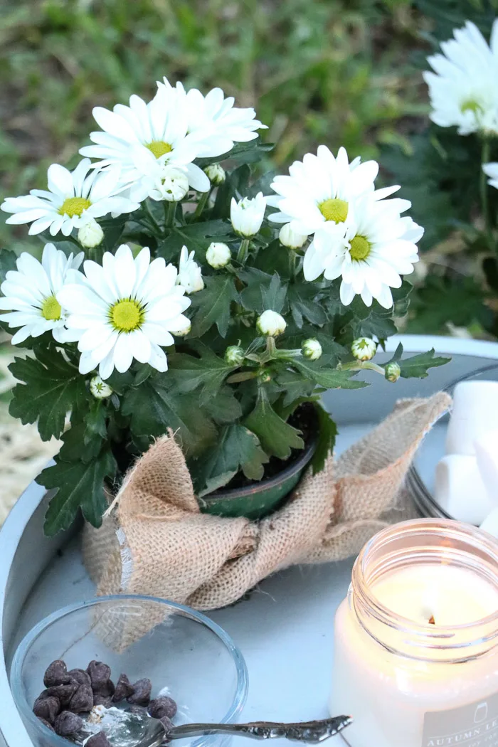 Outdoor fall decor using a small white mum