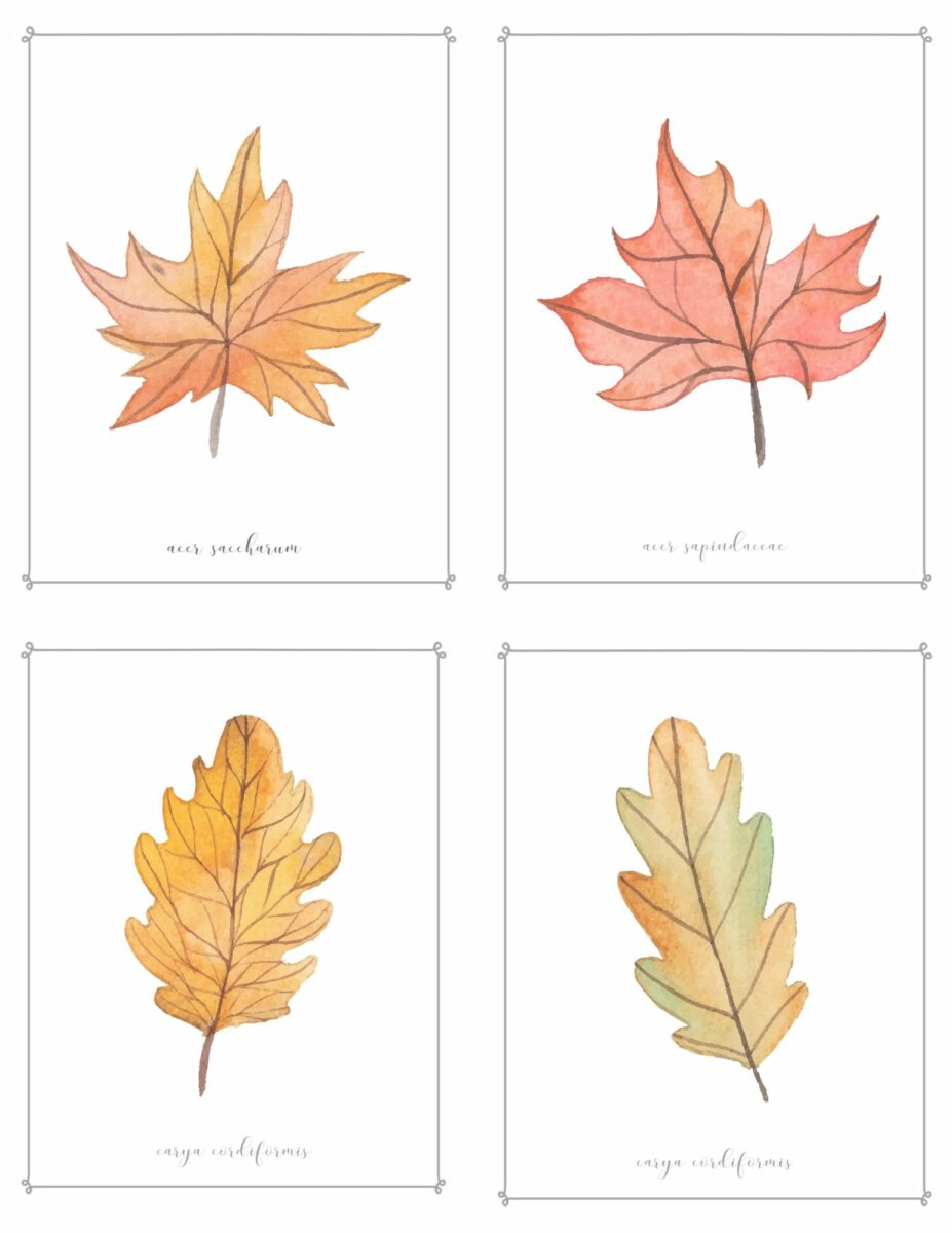 Different fall leaves with a pencil line border and botanical name written in cursive on bottom.  There are four leaves on each printable page
