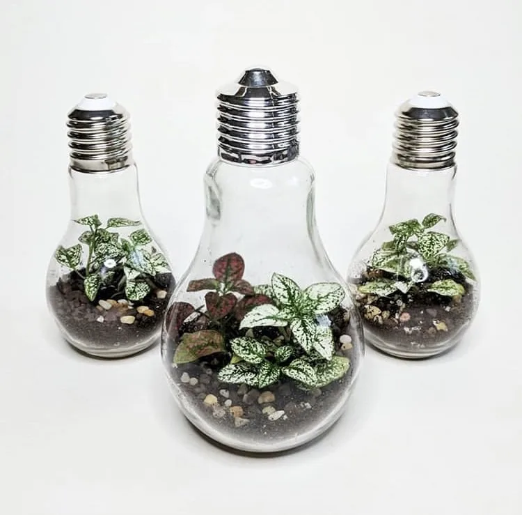 Light Bulb Crafts by Glass Half Full Terrariums with bulb vases that encompass a terrarium
