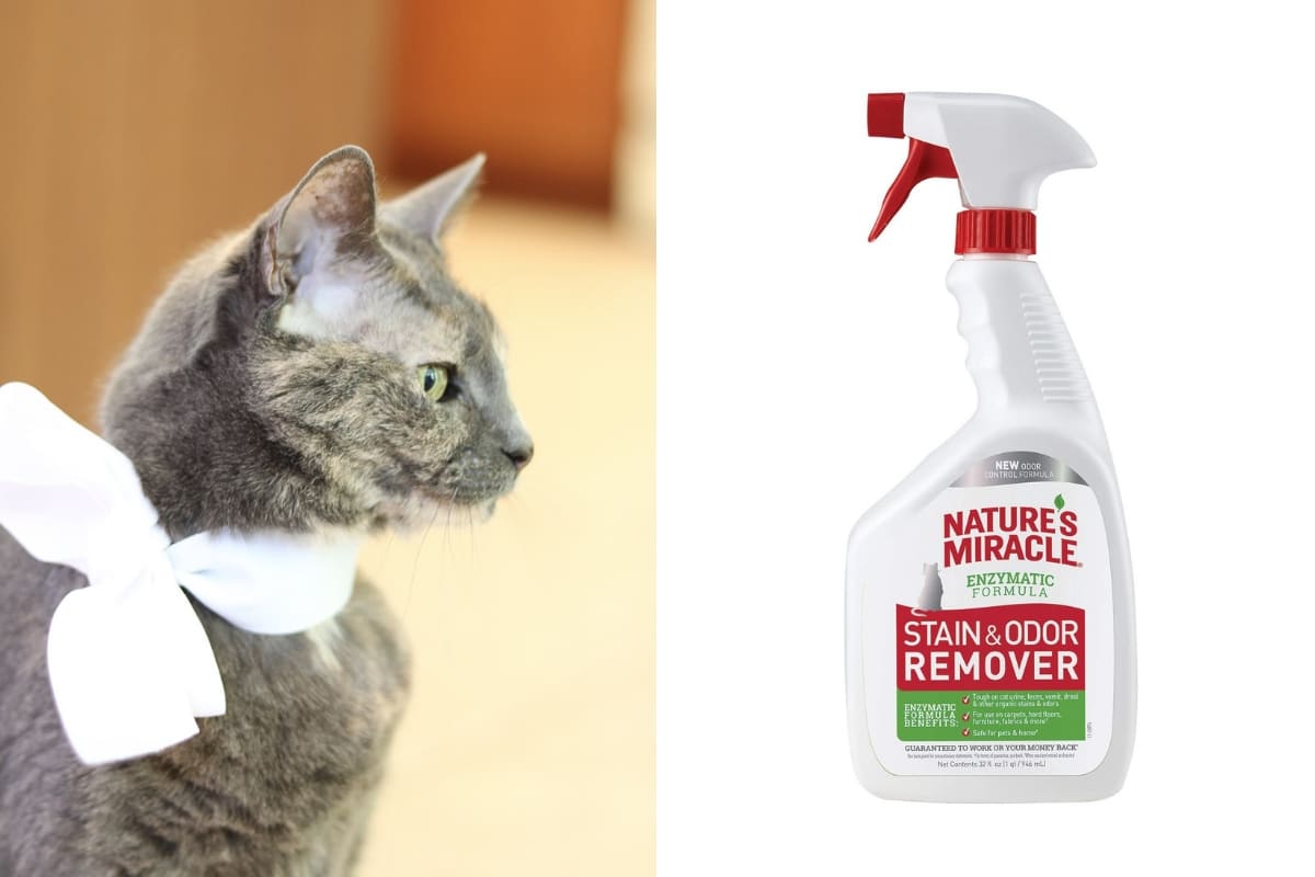 HOW TO GET RID OF CAT URINE SMELL LIFE ON SUMMERHILL