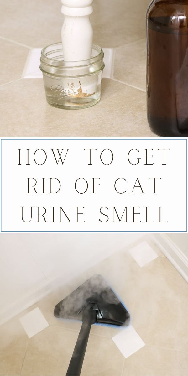 How to Get Rid of Cat Urine Smell