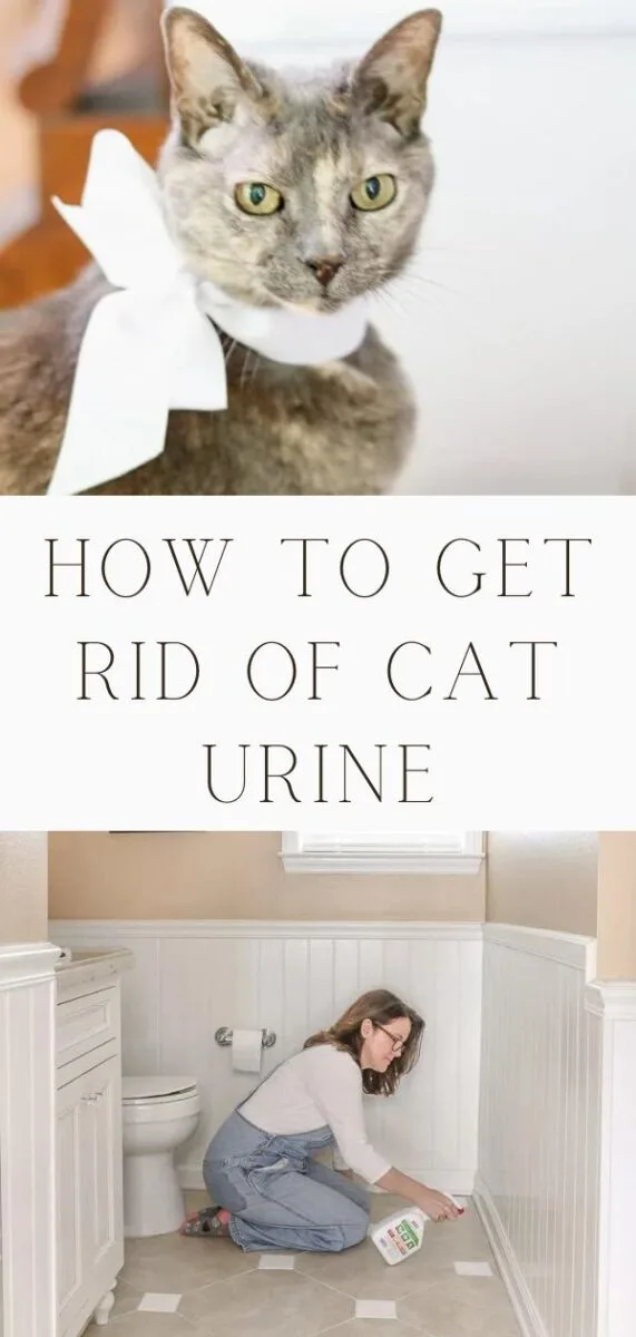 how to get rid of cat urine