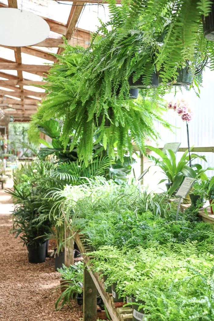 Visiting a greenhouse for plants for screened in porch decorating ideas.