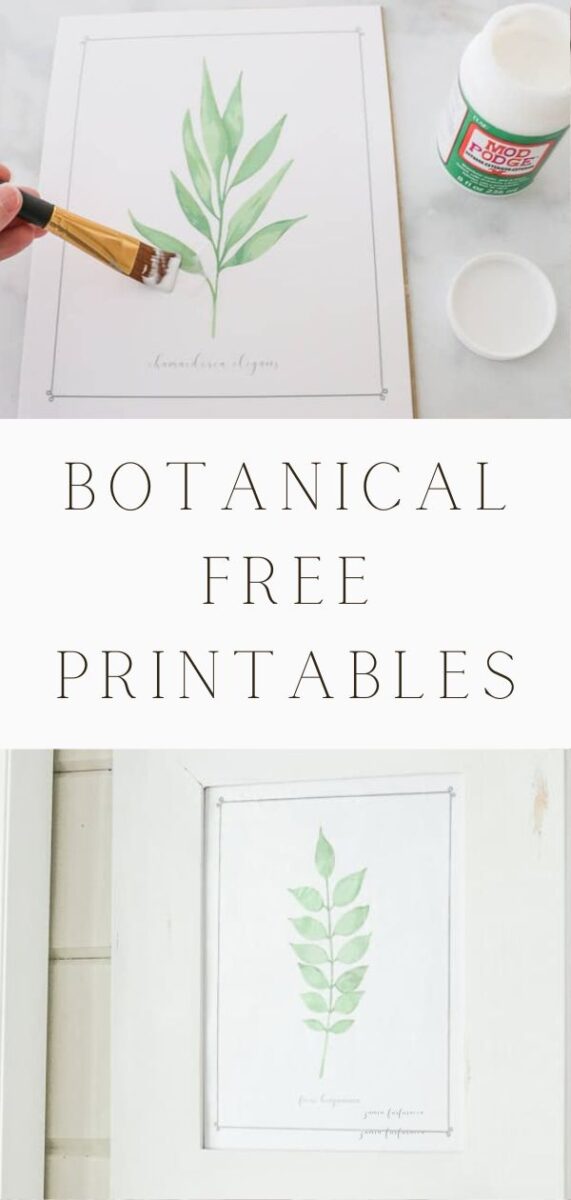 Free printable of botanical ferns and plants