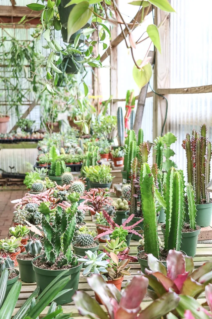 Best indoor plants from a local nursery greenhouse featuring cactuses and hanging plants.