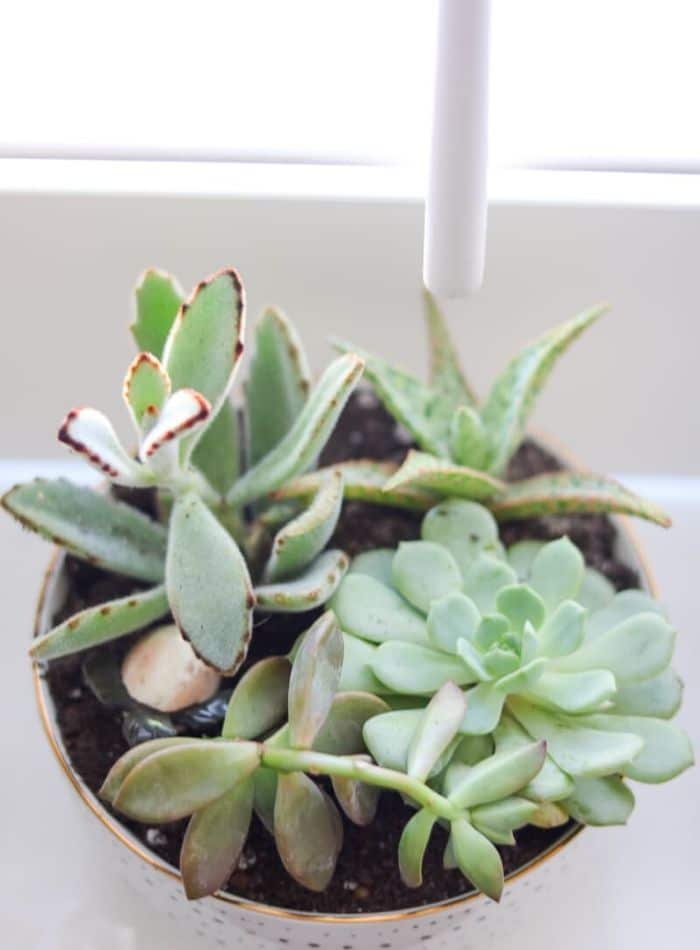 Best indoor house plants featuring a succulent container garden