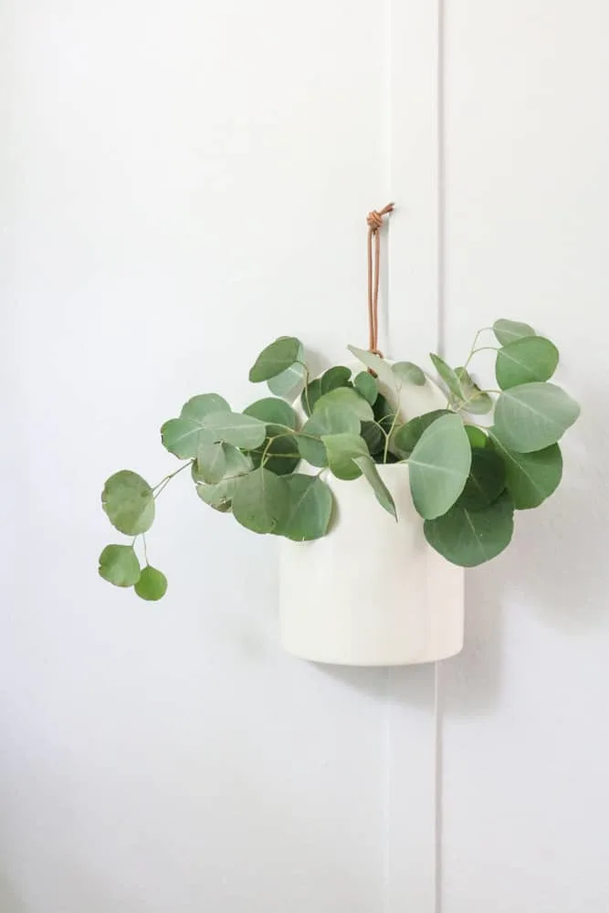 Hanging crock on the wall filled with fresh eucalyptus