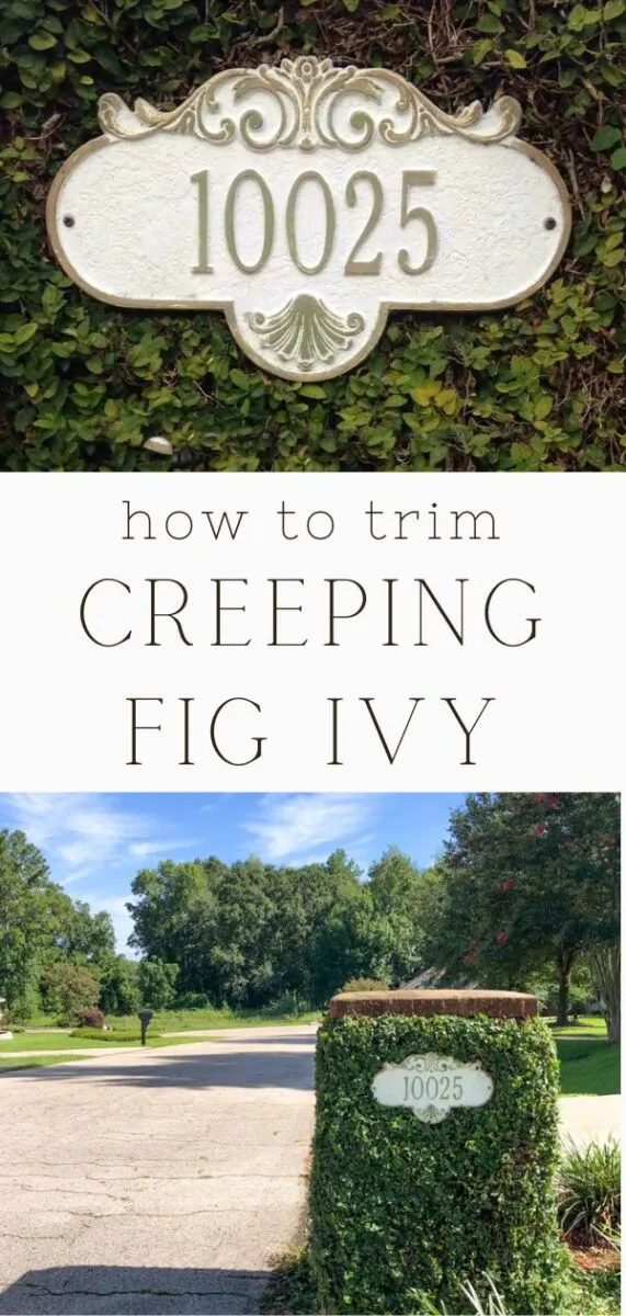 how to trim creeping fig ivy