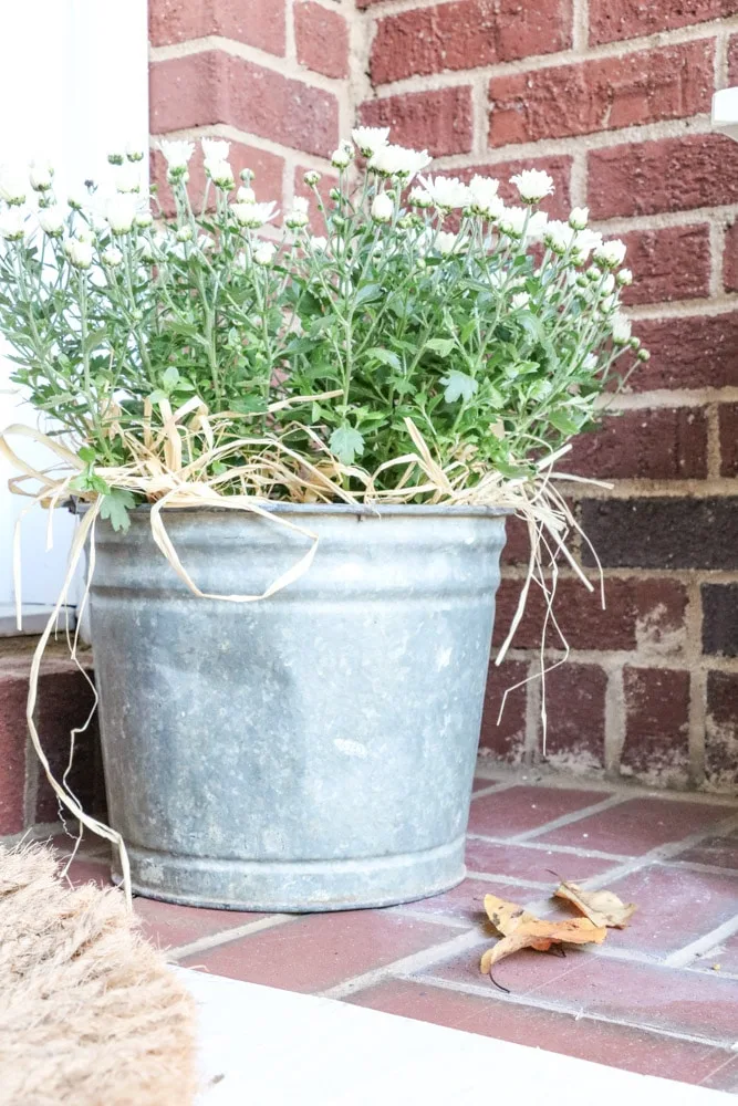 Holiday front porch accessory of an antique galvanized bucket filled with white mums