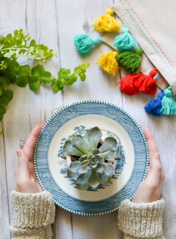 Succulent sitting on a blue and white plate