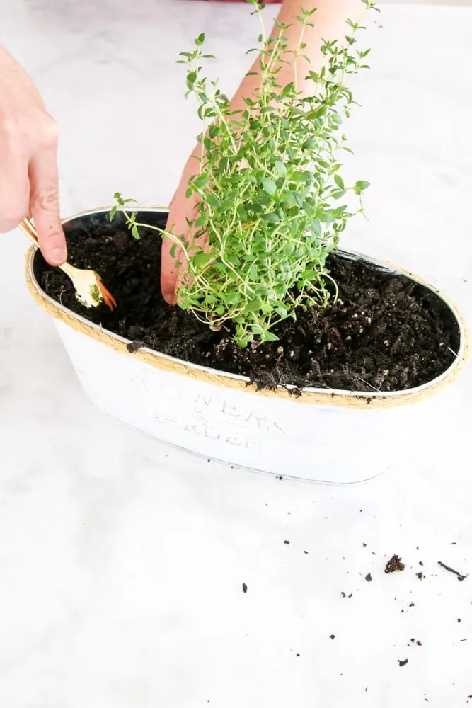 Dig a hole into the soil of your tiny indoor herb garden