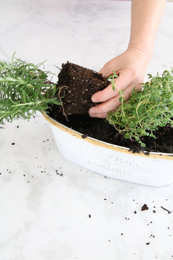 How to plant an indoor herb garden in your kitchen using Dollar Tree items