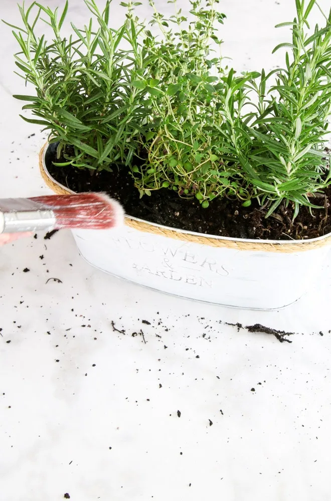 Brushing away any soil from jute with a paint brush