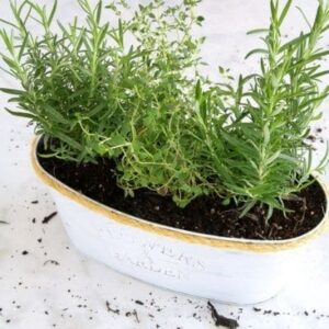 DIY dollar tree indoor herb garden decoration