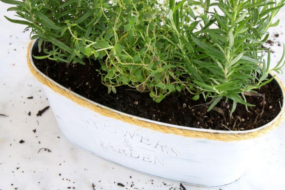 DOLLAR TREE DIY INDOOR HERB GARDEN DECORATION