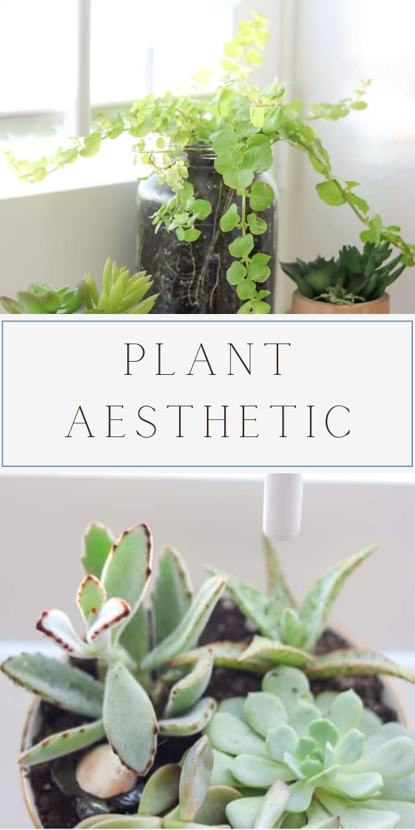 plant aesthetic