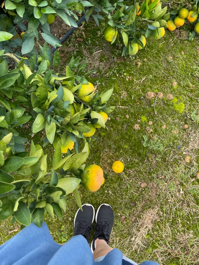 Picking satsuma oranges at a grove in Florida
