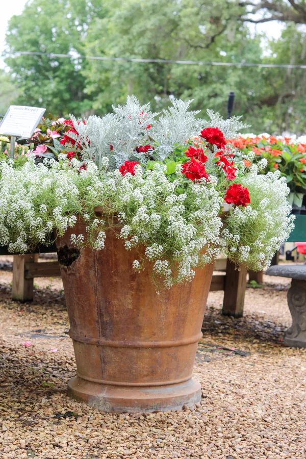 Planter filled with geraniums and sweet alyssum container garden