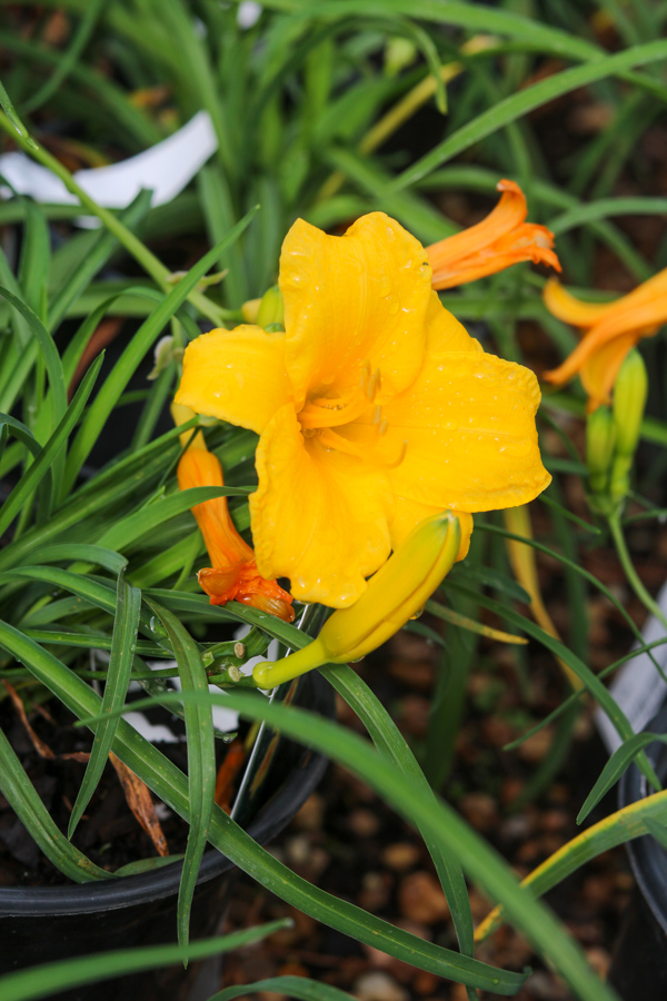 Daylilies for container gardening
