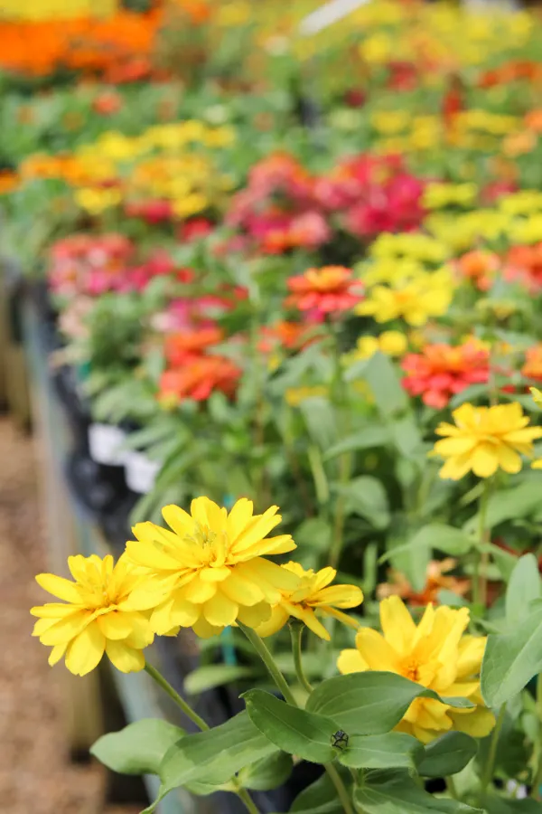 Summer flowering plants for your porch