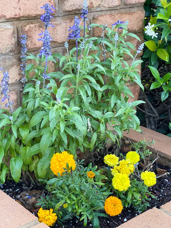Salvia planted next to marigold flowers.