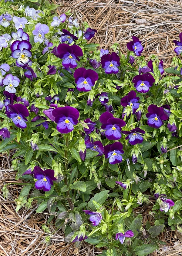 Pansies in color purple as an idea for a front porch flower idea