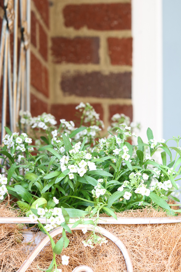 Sweet Alyssum wall container garden idea for front porch