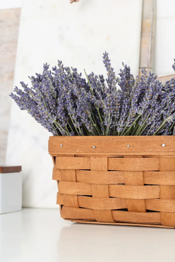 Dried lavender flowers in basket