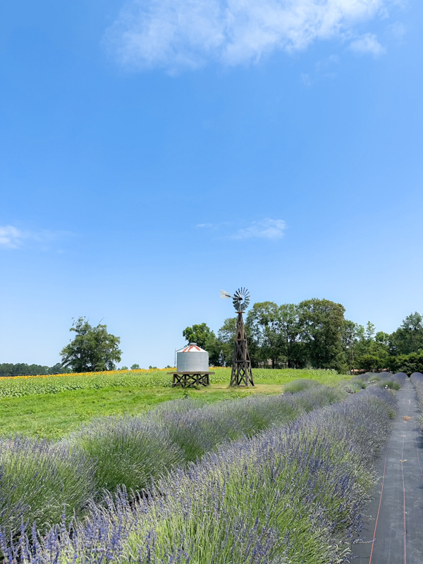 Wild Daisy Farm lavender field