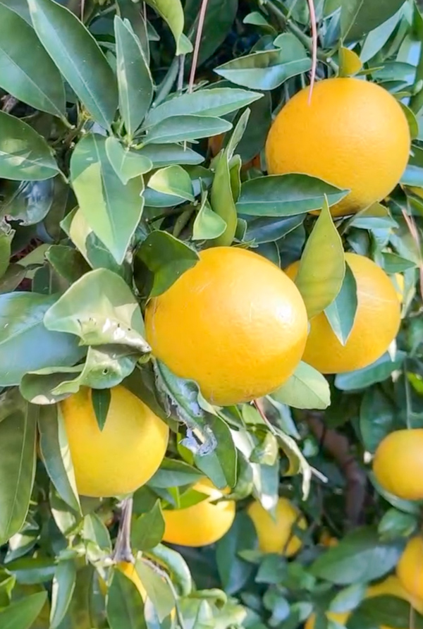 oranges on a tree