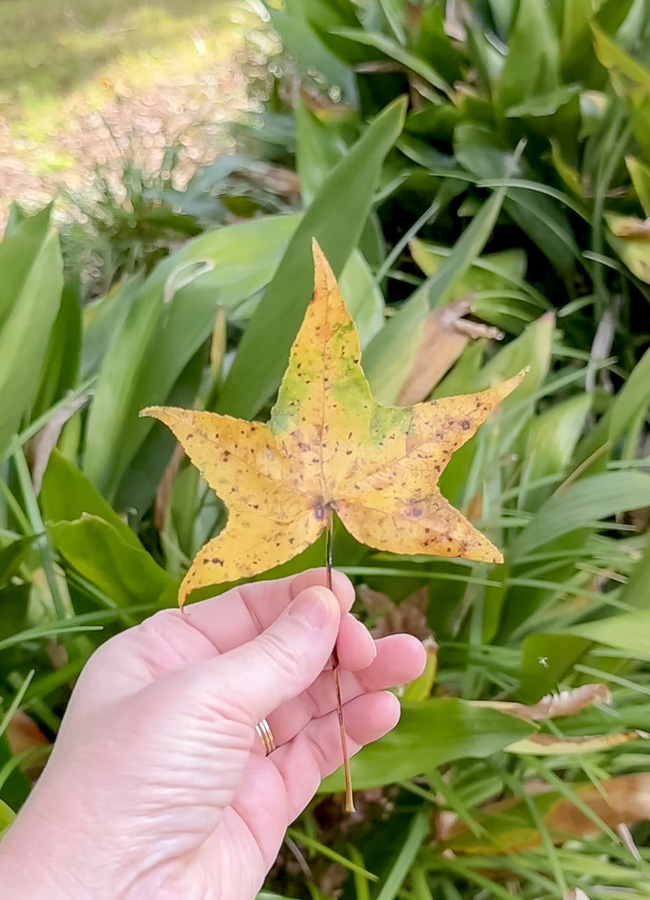 Fresh leaf found outside