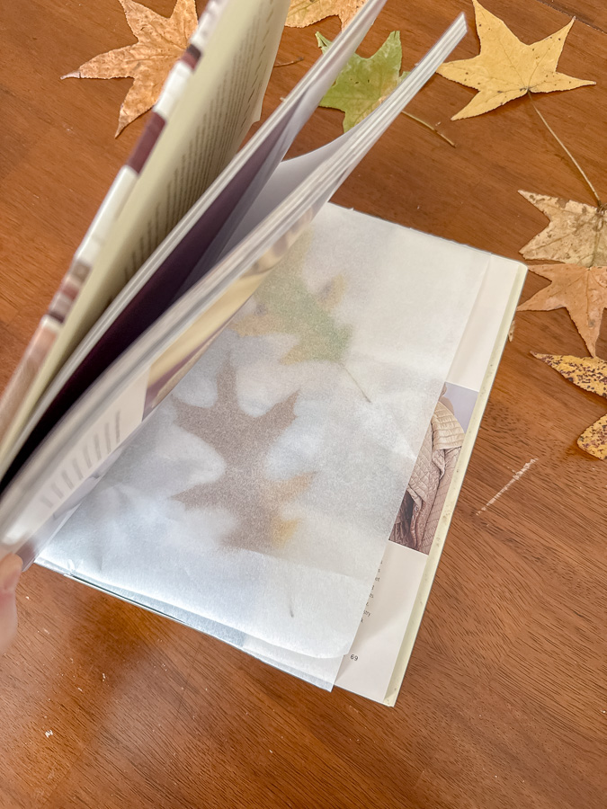 Closing a book that has maple leaves sandwiched between parchment paper to preserve the leaves