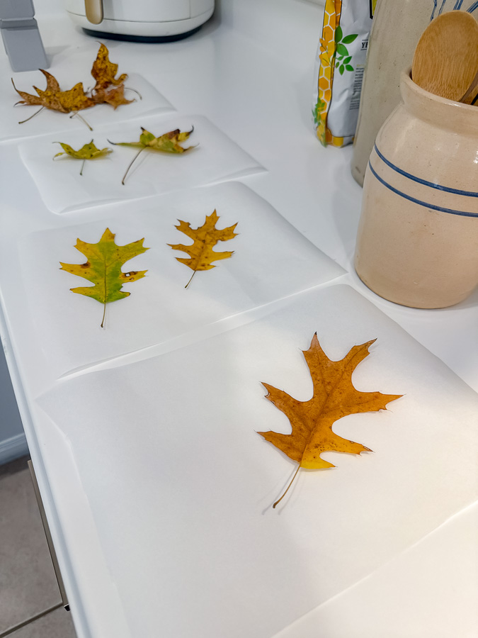 Leaves sitting on parchment paper ready to be waxed for preservation