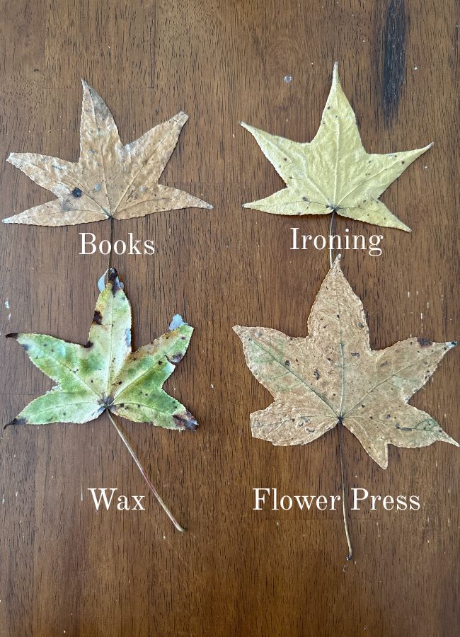 A photo showing what leaves look like in four different methods for preserving.  Book, ironing, flower press and wax.