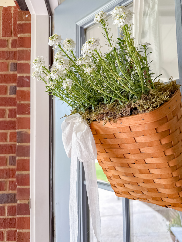 Close-up of white Snowsurfer Forte Candytuft flowers in a vintage Longaberger basket on a front door, accented with an off-white ribbon.