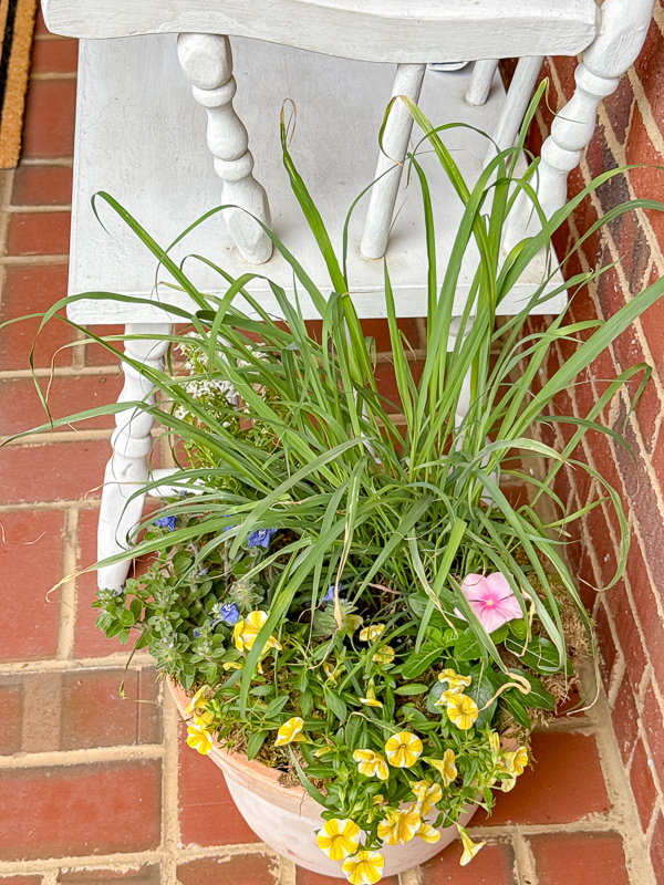 Top-down view of a spring container garden in a terracotta pot featuring Lemongrass, Snowsurfer Forte Candytuft, Blue My Mind, and Superbells Lemon Slice.