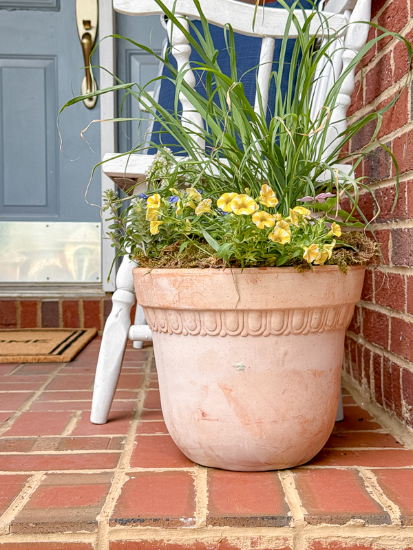 Close-up of spring container garden in a terracotta pot featuring Lemongrass, Snowsurfer Forte Candytuft, Blue My Mind, and Superbells Lemon Slice.