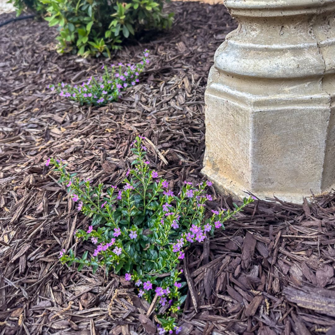 Best Perennials for Georgia: How to Design a Whimsical Flower Bed in Red Clay